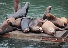 California Sea Lions, returned August 3 this year.